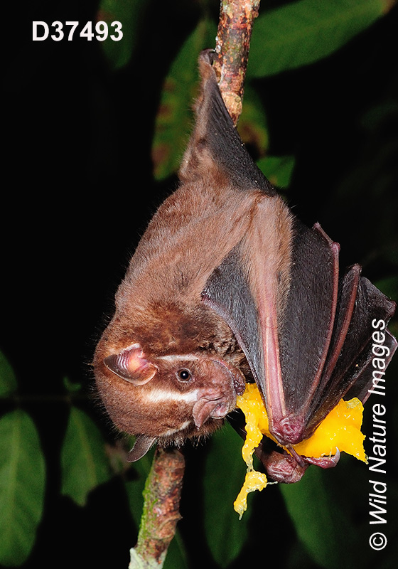 Artibeus lituratus, Great Fruit-eating Bat